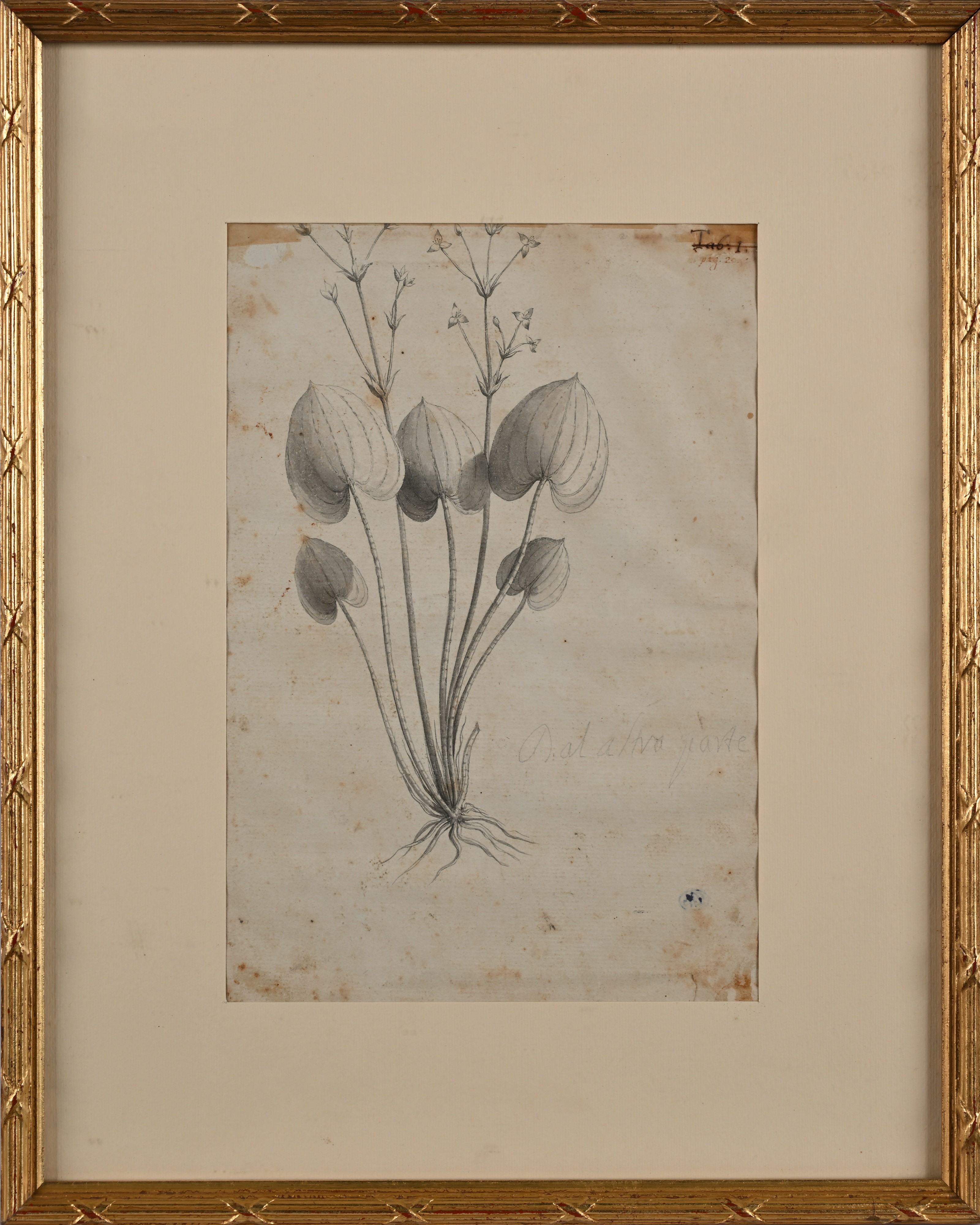 Recto: Studio per il ritratto di Otto Müller - Verso: Studio della Alisma Parnassifolia