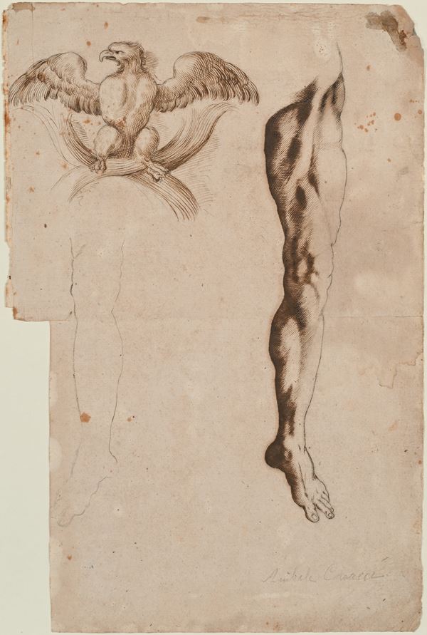 Studio di gamba e aquila