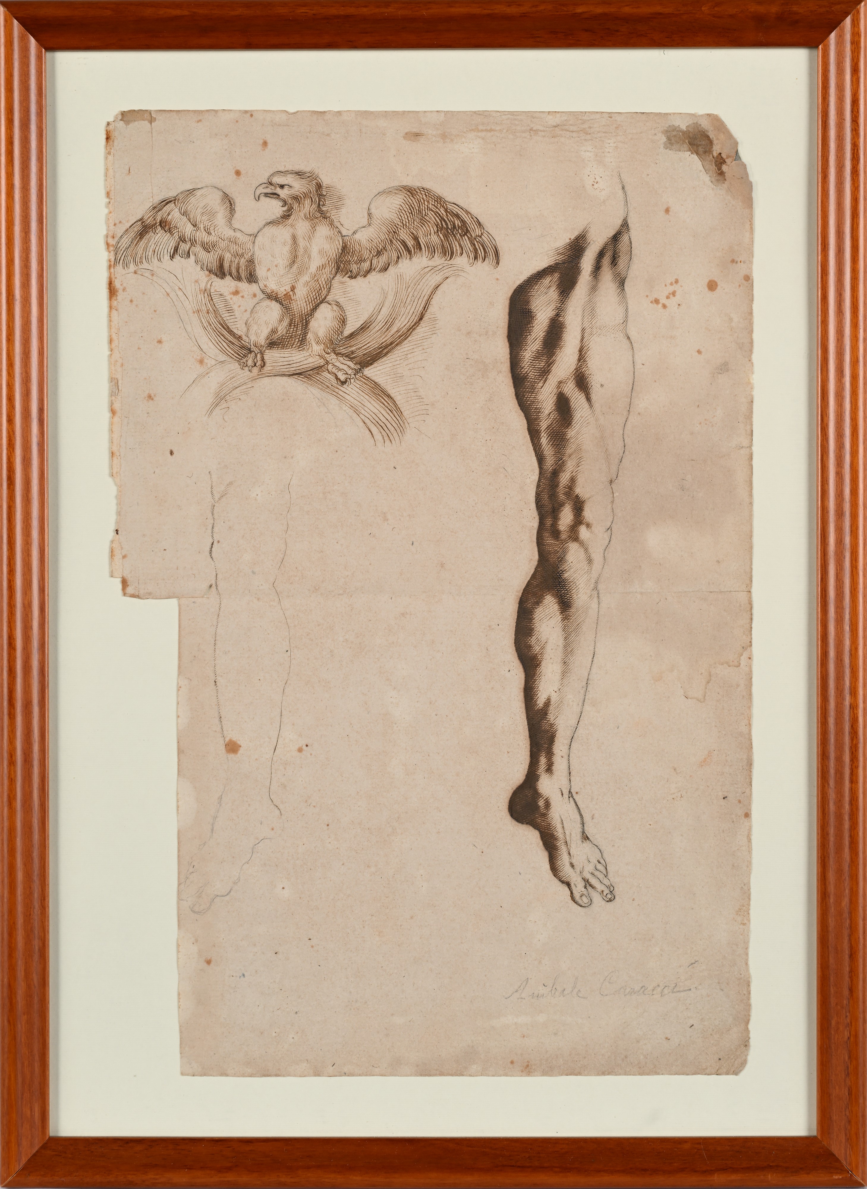 Studio di gamba e aquila