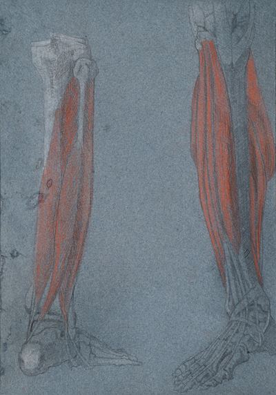 Studio Anatomico di arti inferiori, pastelli su carta azzurra
