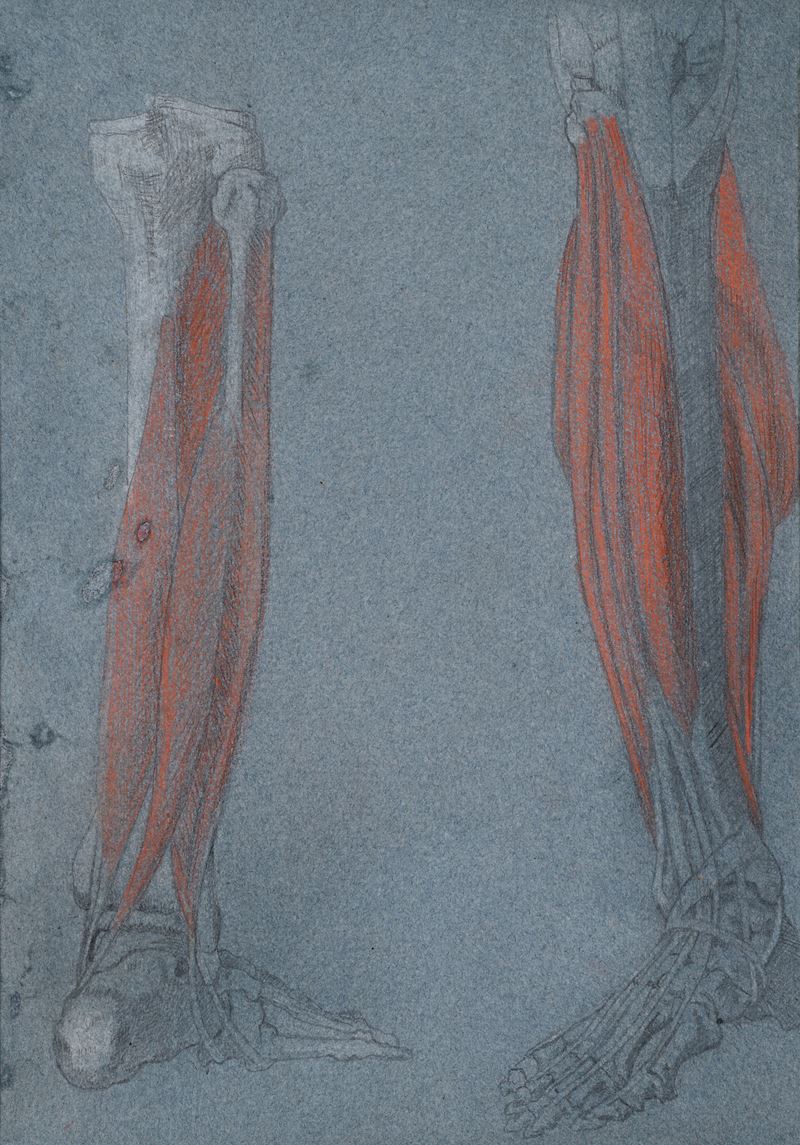 Giovanni (nino) Costa - Studio Anatomico di arti inferiori, pastelli su carta azzurra