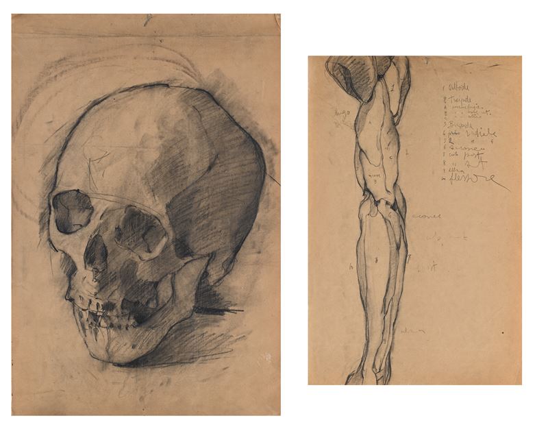 Studio di Teschio - Studio anatomico di gamba