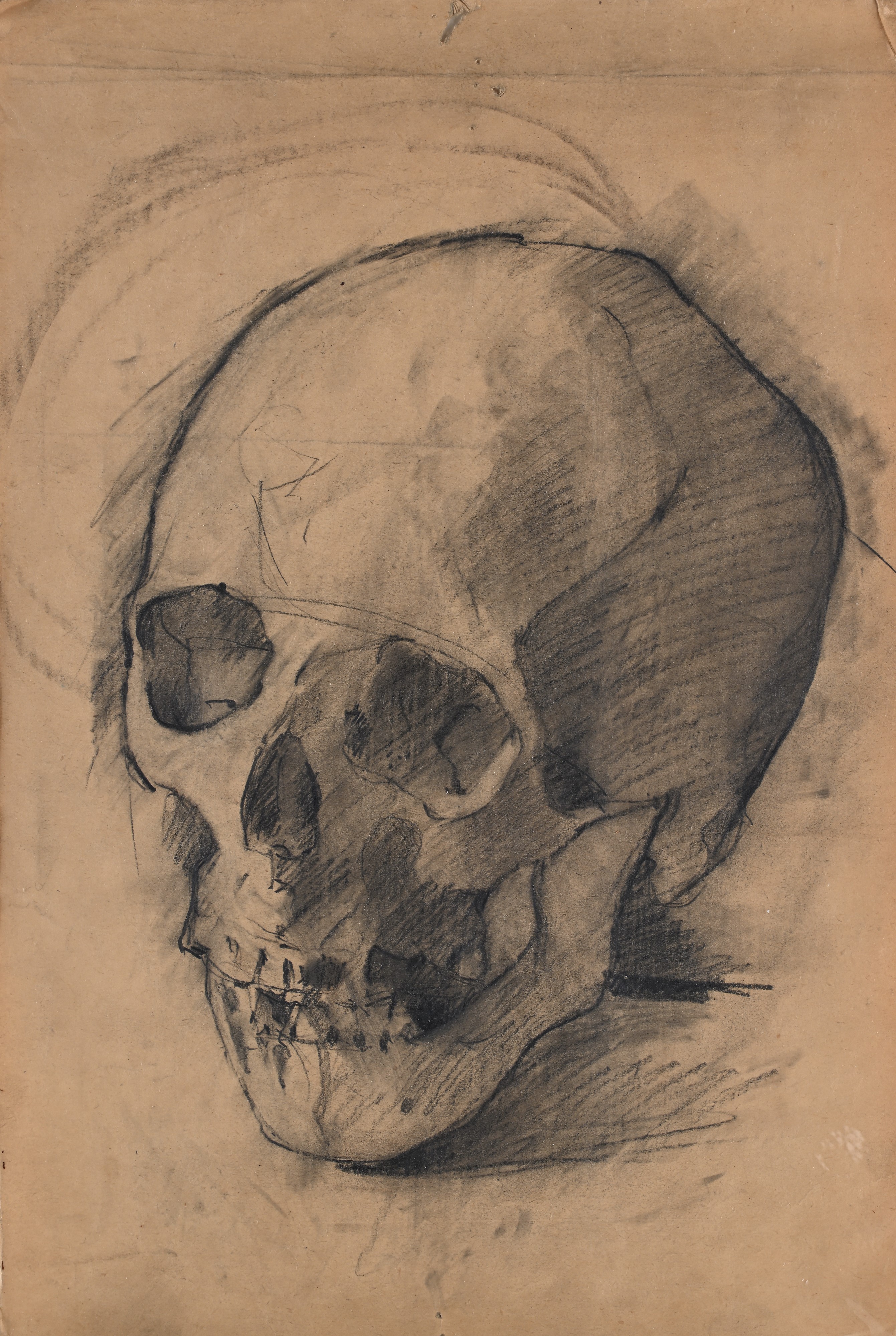 Studio di Teschio - Studio anatomico di gamba