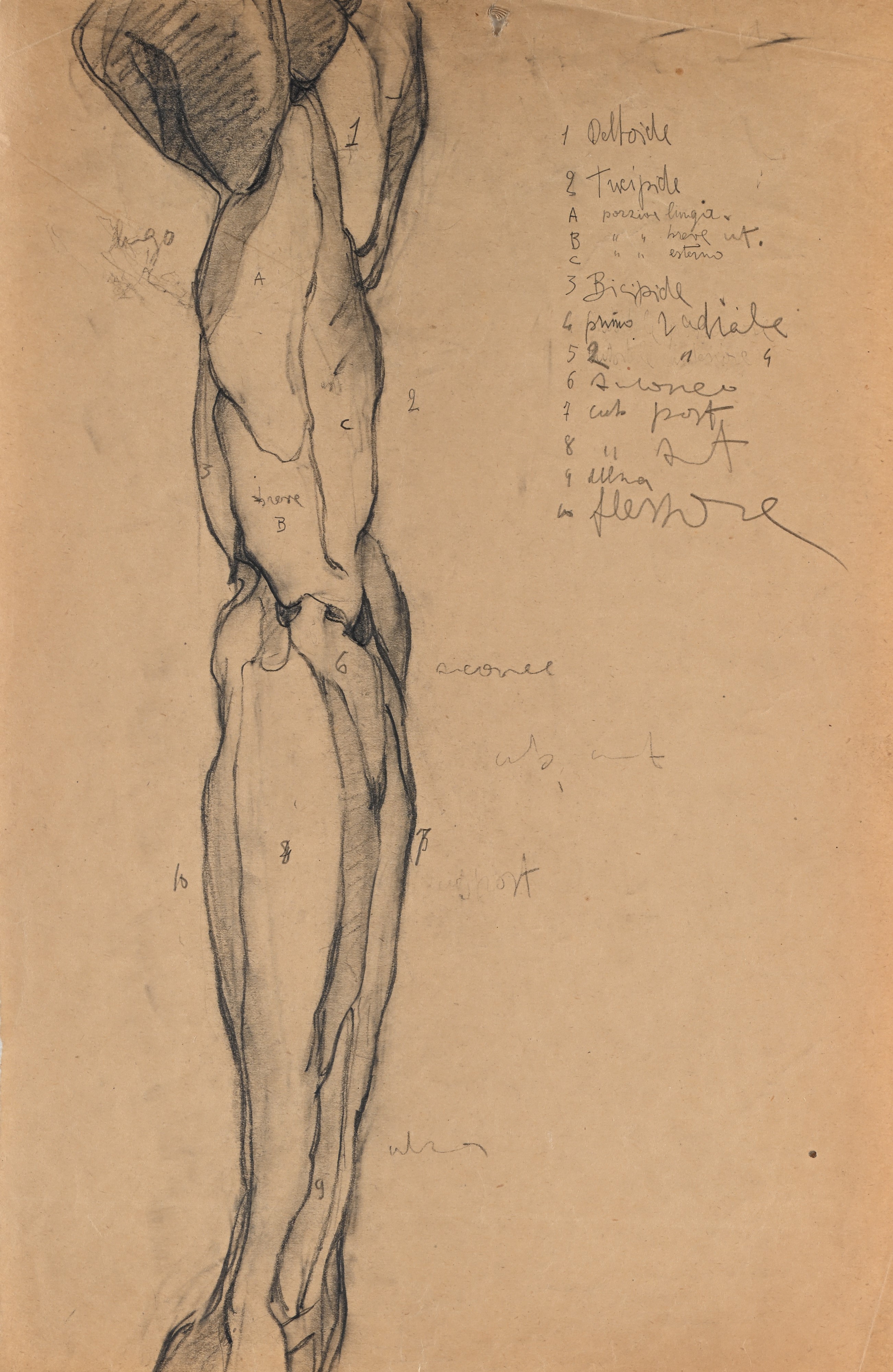 Studio di Teschio - Studio anatomico di gamba