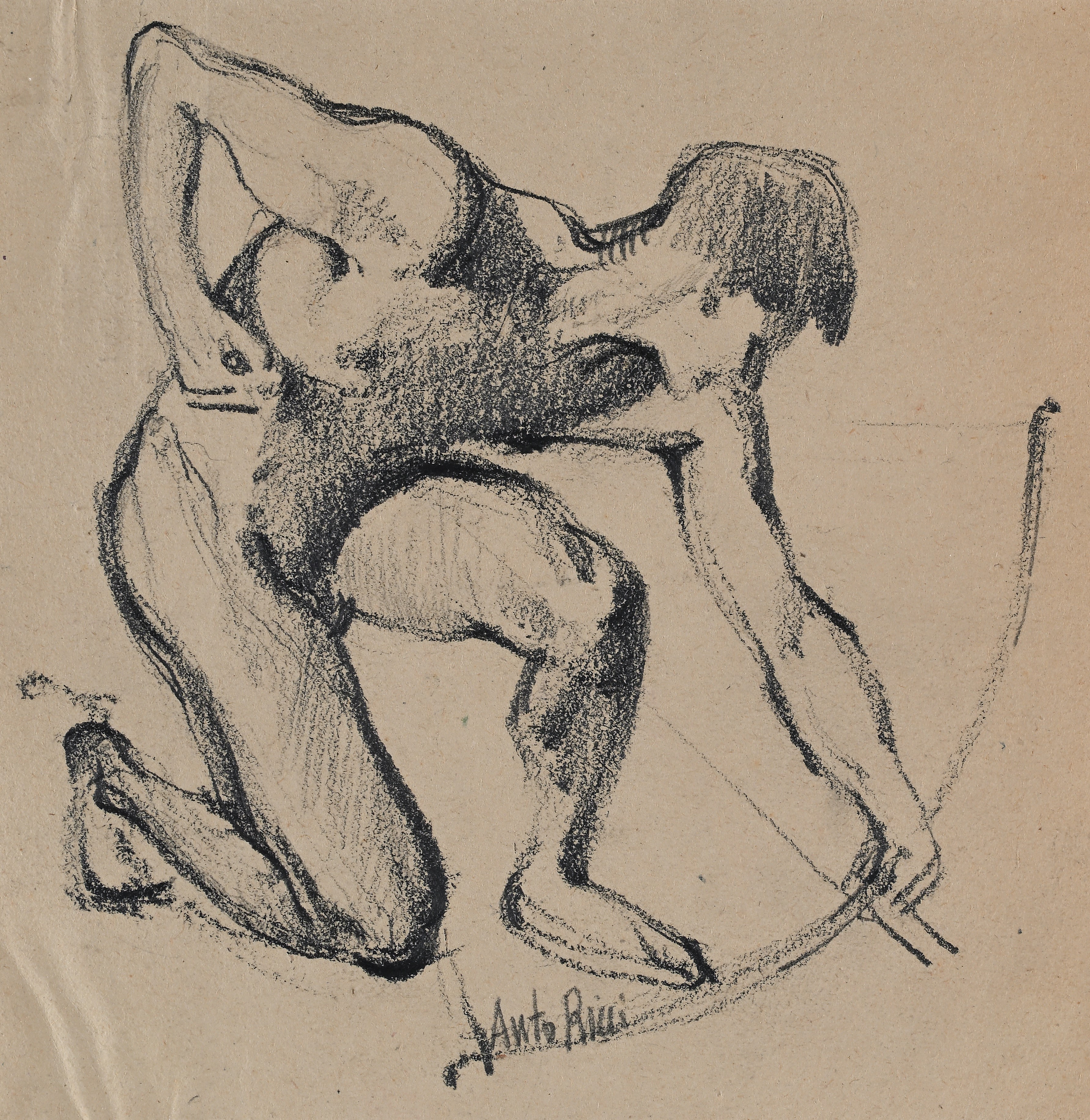 Studio di Arciere - Studio di telamone