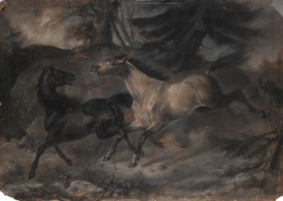 Studio di cavalli