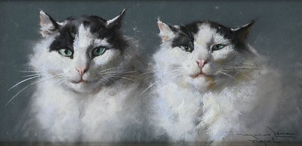 Due gatti