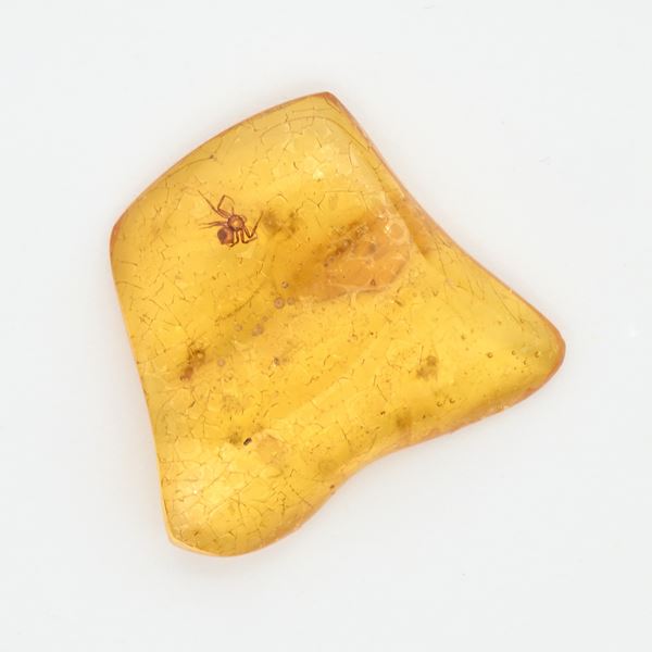 Un copale con araneide