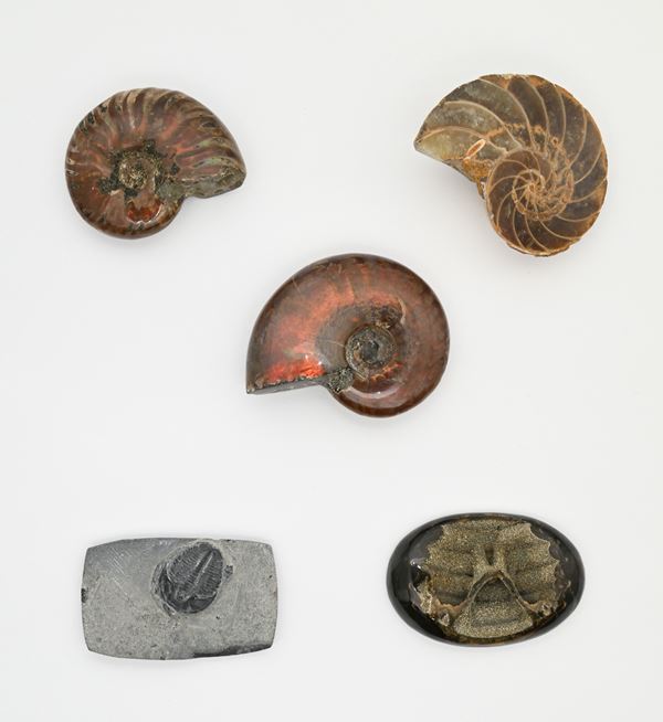 Lotto di 5 fossili