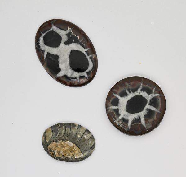 Lotto di 3 septaria