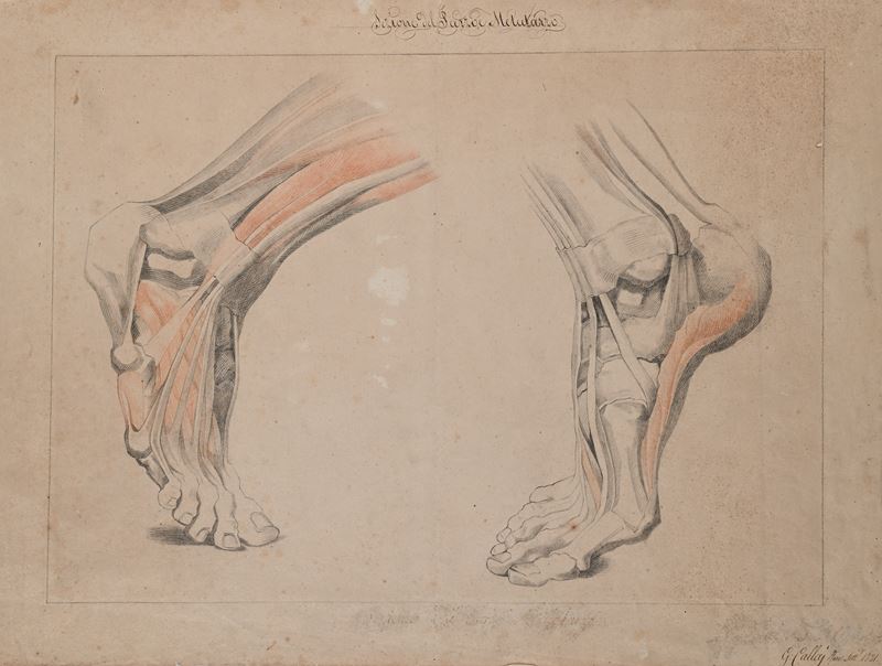 Studio di anatomico dei piedi