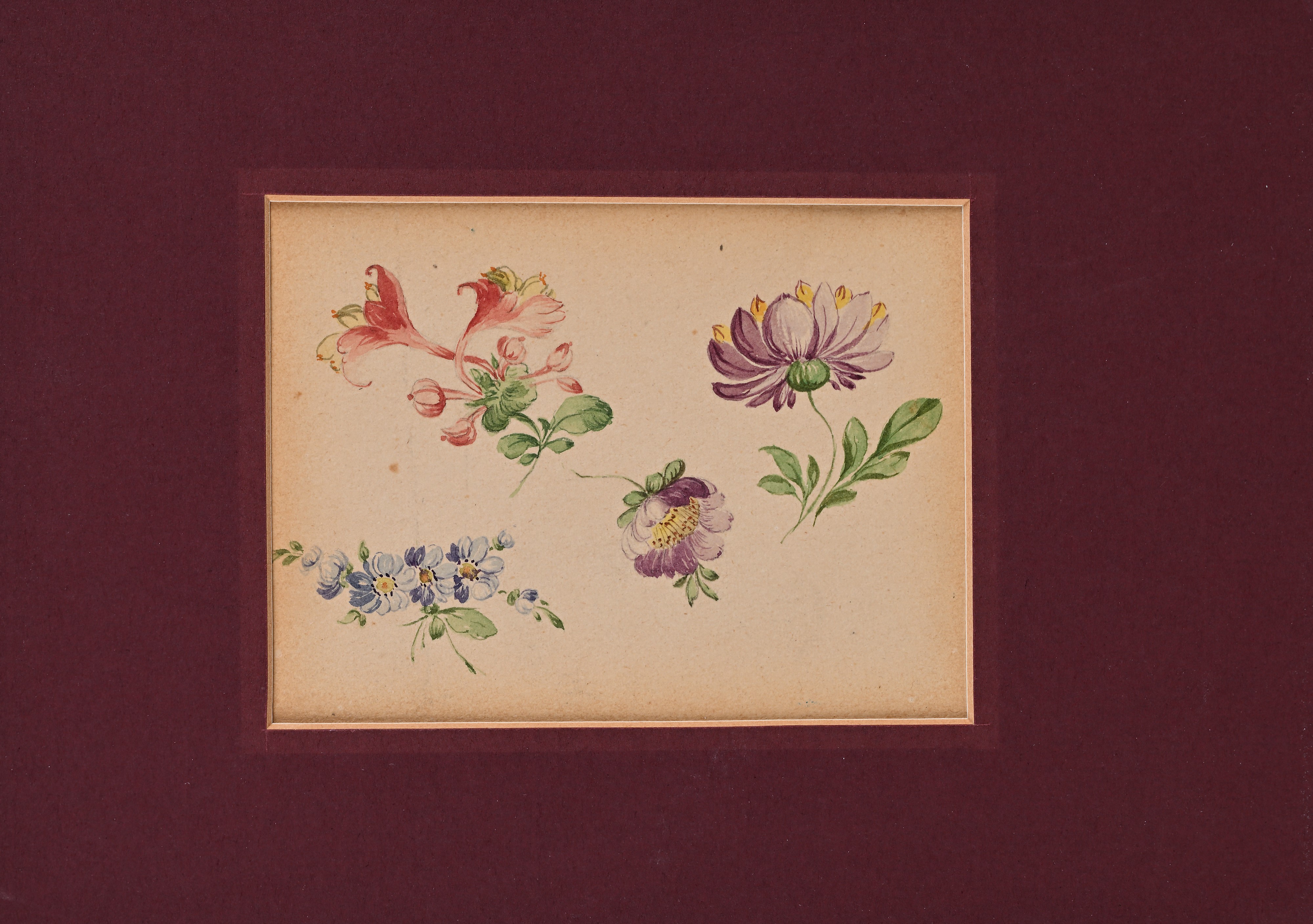 Adele Rothpletz - Tre studi di fiori, acquarello su carta