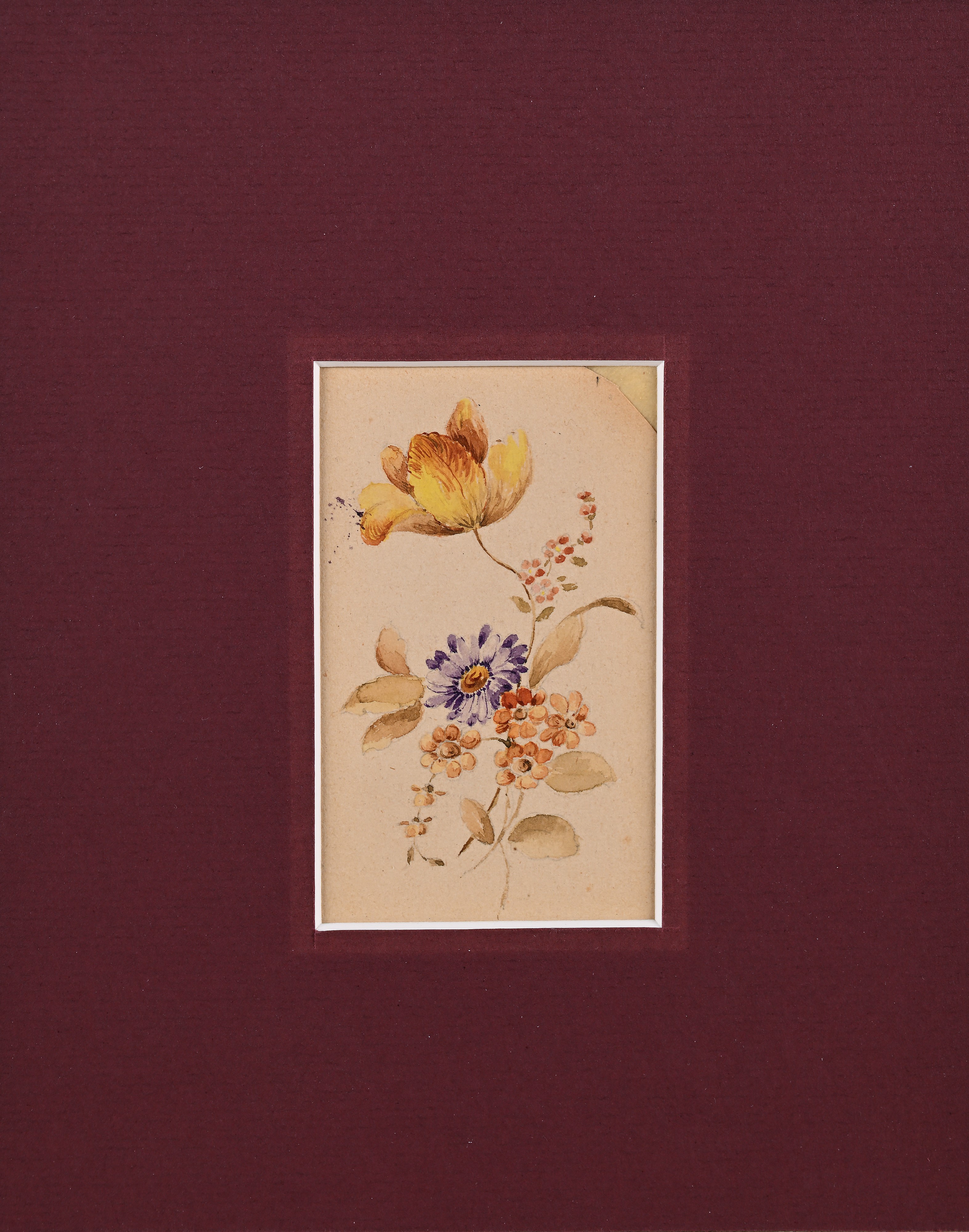 Adele Rothpletz - Tre studi di fiori, acquarello su carta