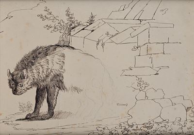 Studio di lupo