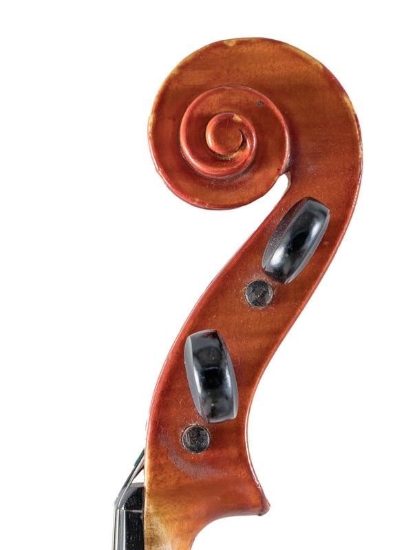 Viola