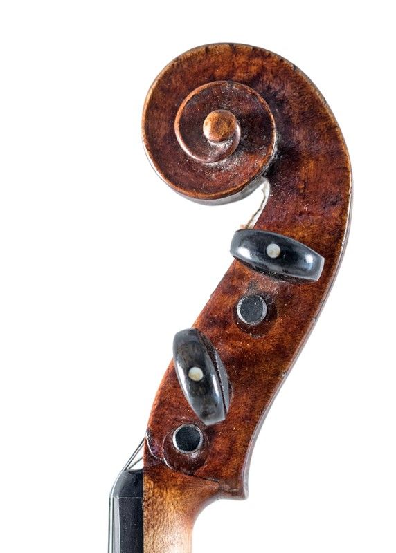 Viola