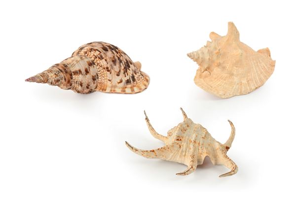Tre grandi conchiglie naturali di varia tipologia