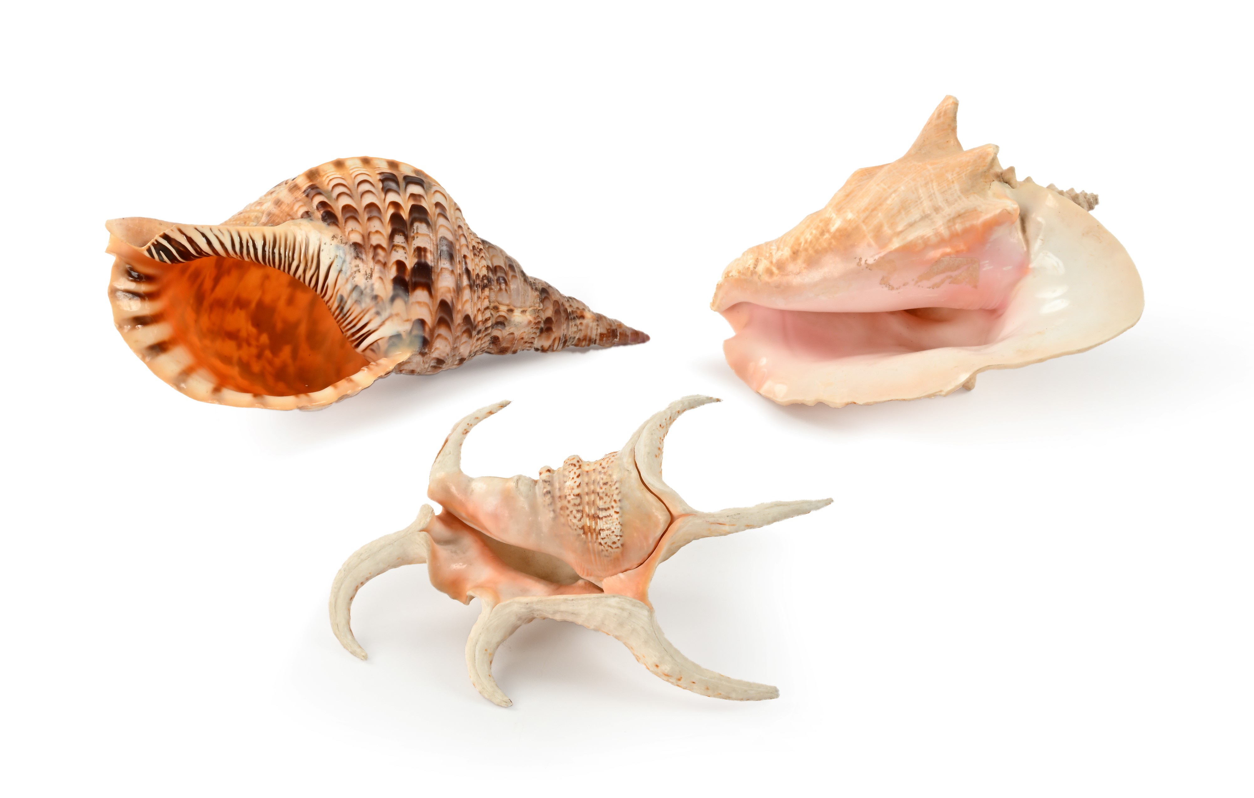 Conchiglie naturali, tre esemplari di varia tipologia (spirale maculata, strombo e conchiglia con...