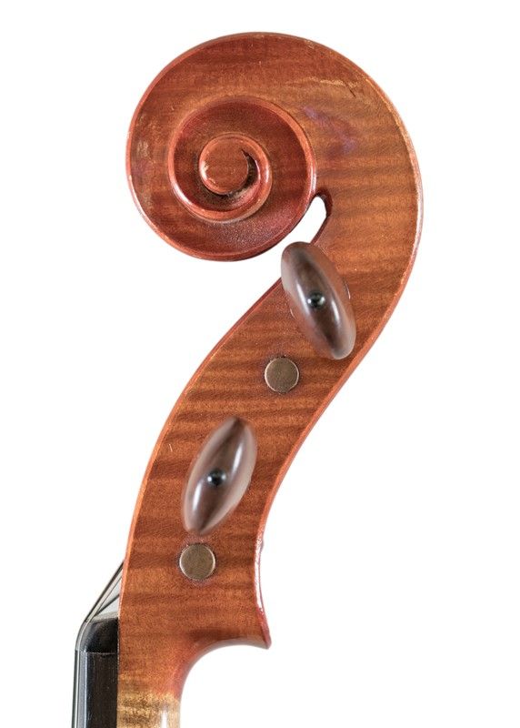Viola