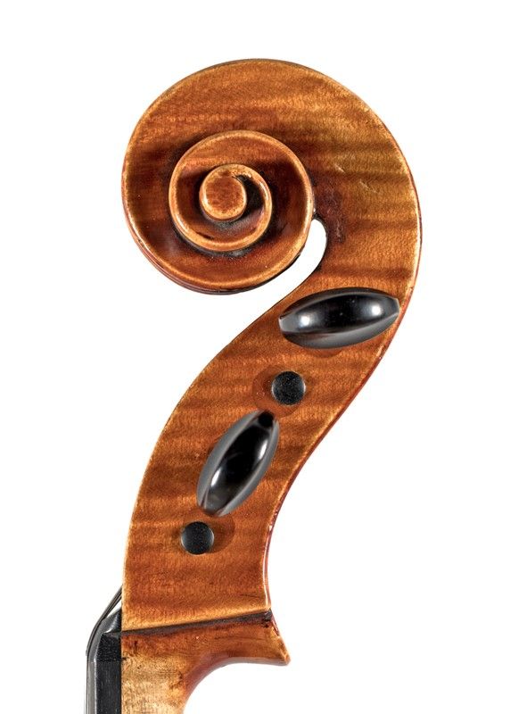Viola