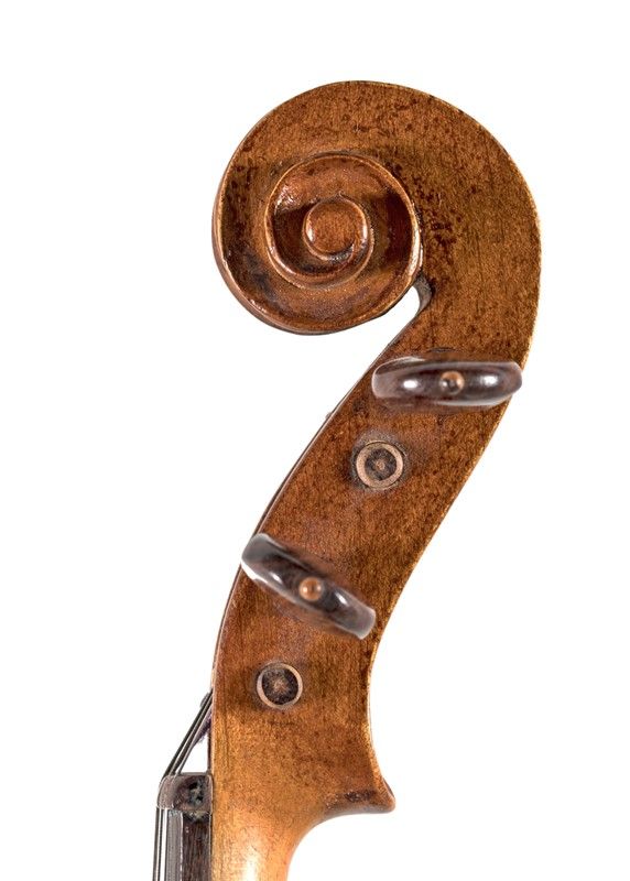 Viola