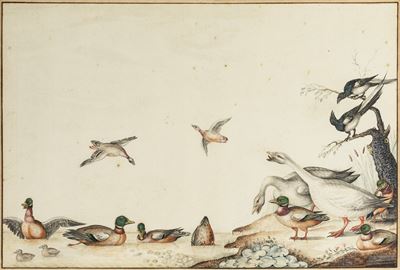 Veduta con uccelli acquatici