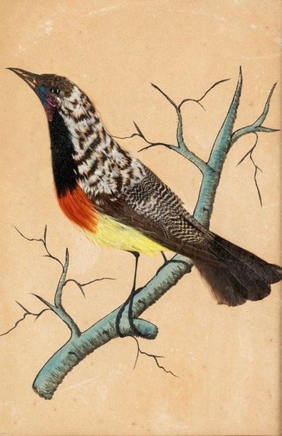 Quattro Composizioni con Uccelli
