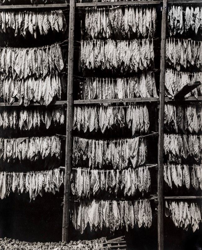 Harold Miller Null - Essiccatoi del Tabacco