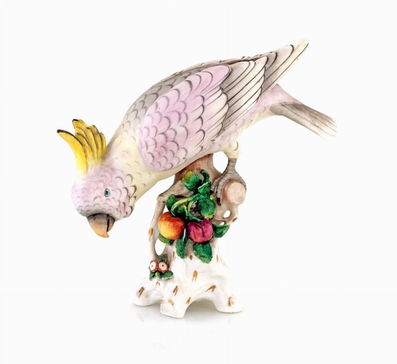 Pappagallo Cacatua