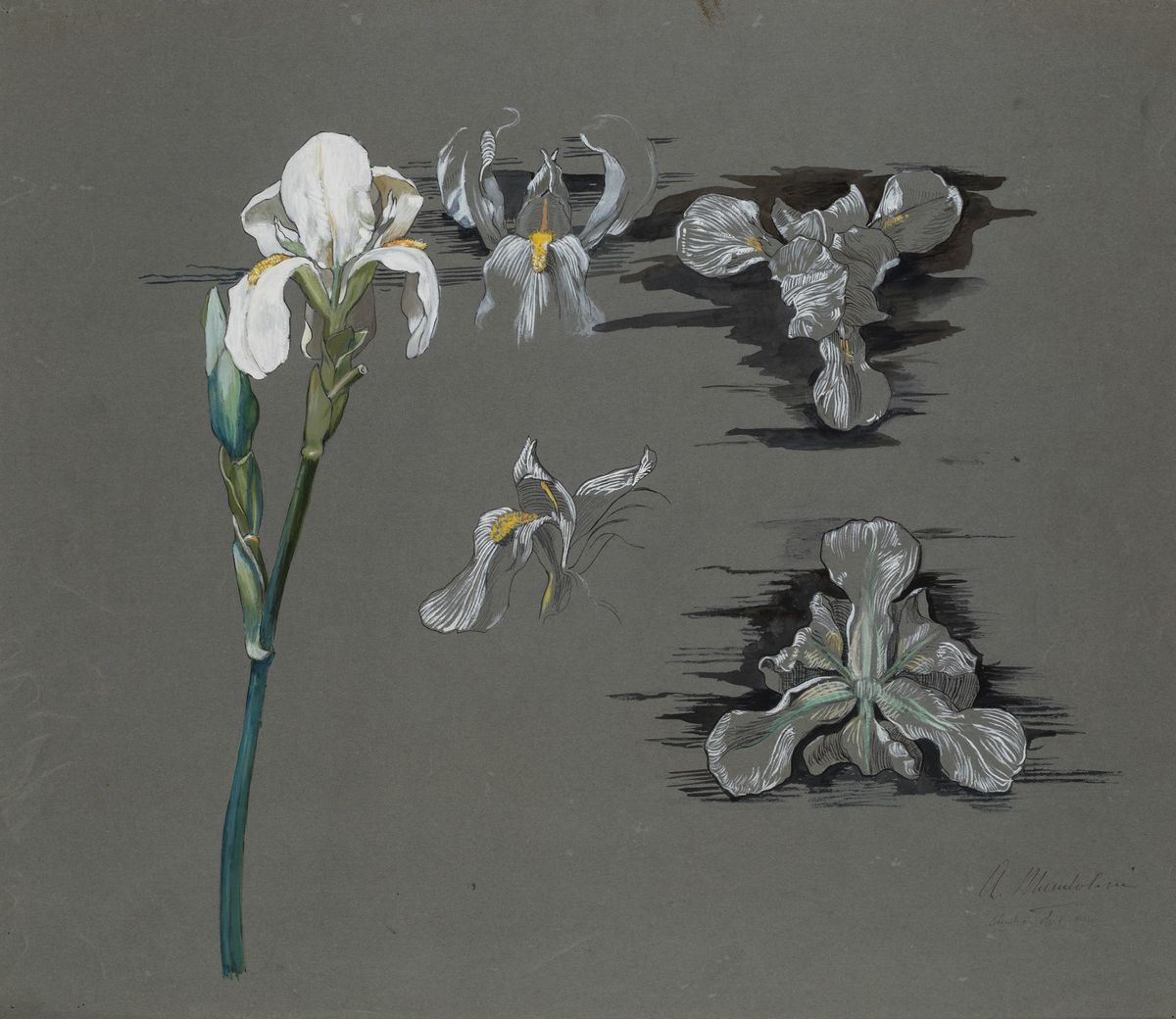 Due Studi di Fiori