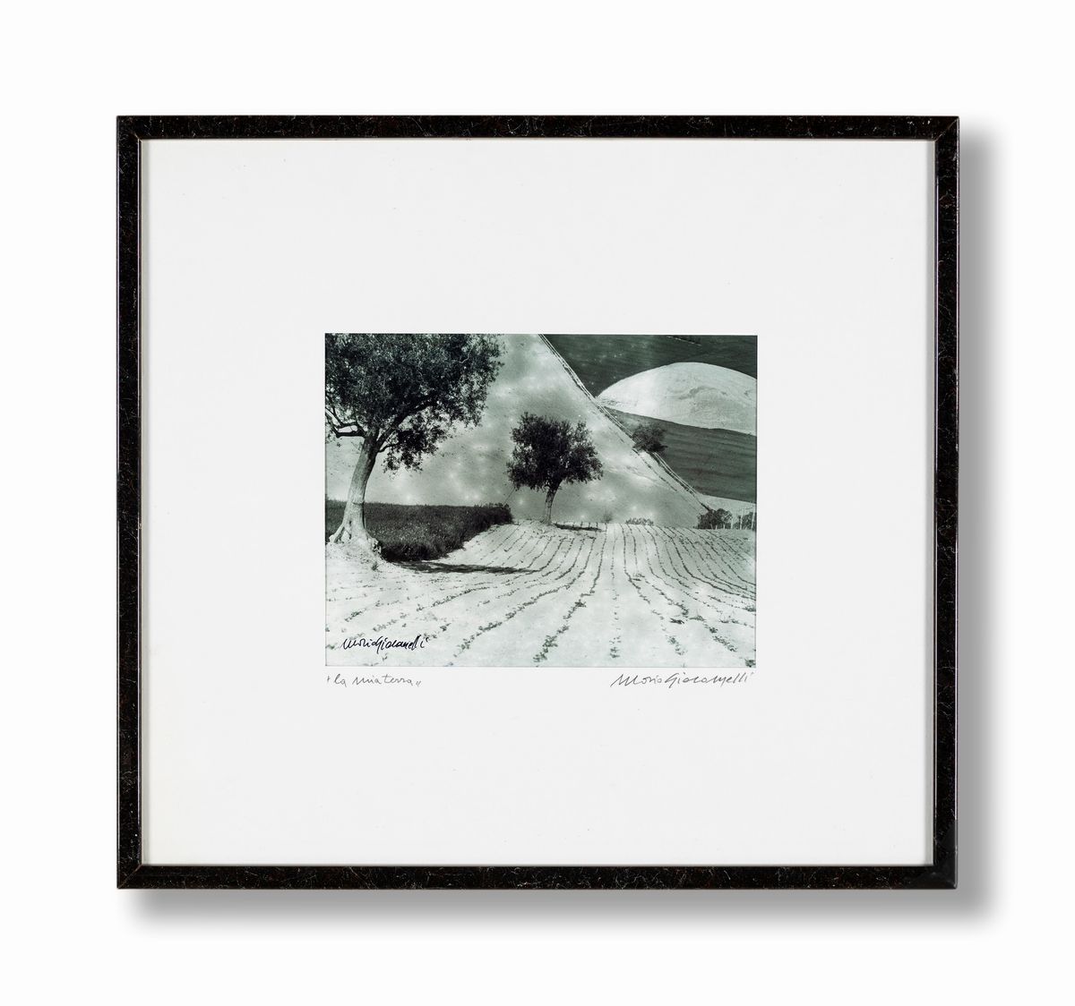 Mario Giacomelli - La Mia Terra