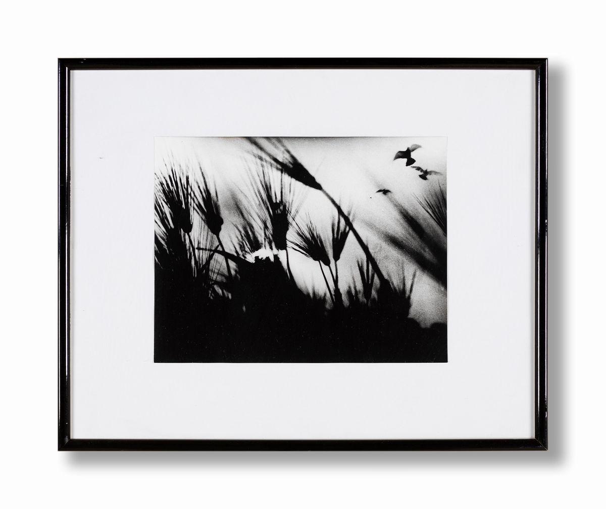 Mario Giacomelli - Spoon River